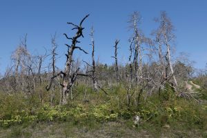 Zerst&ouml;rung und Wiederauferstehung