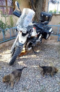 Wie &uuml;berall: Die Jugend interessiert sich f&uuml;r die Motorr&auml;der