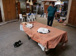 Katzen im Sonderangebot
